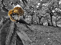 Pane D0albero